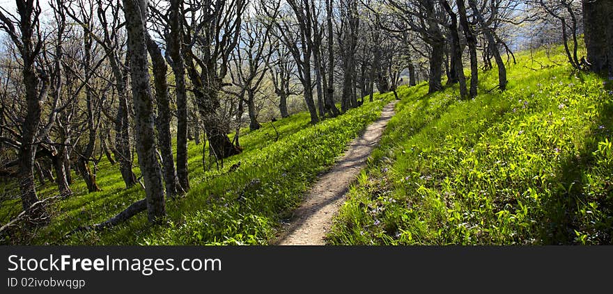 New grass in forest at spring time