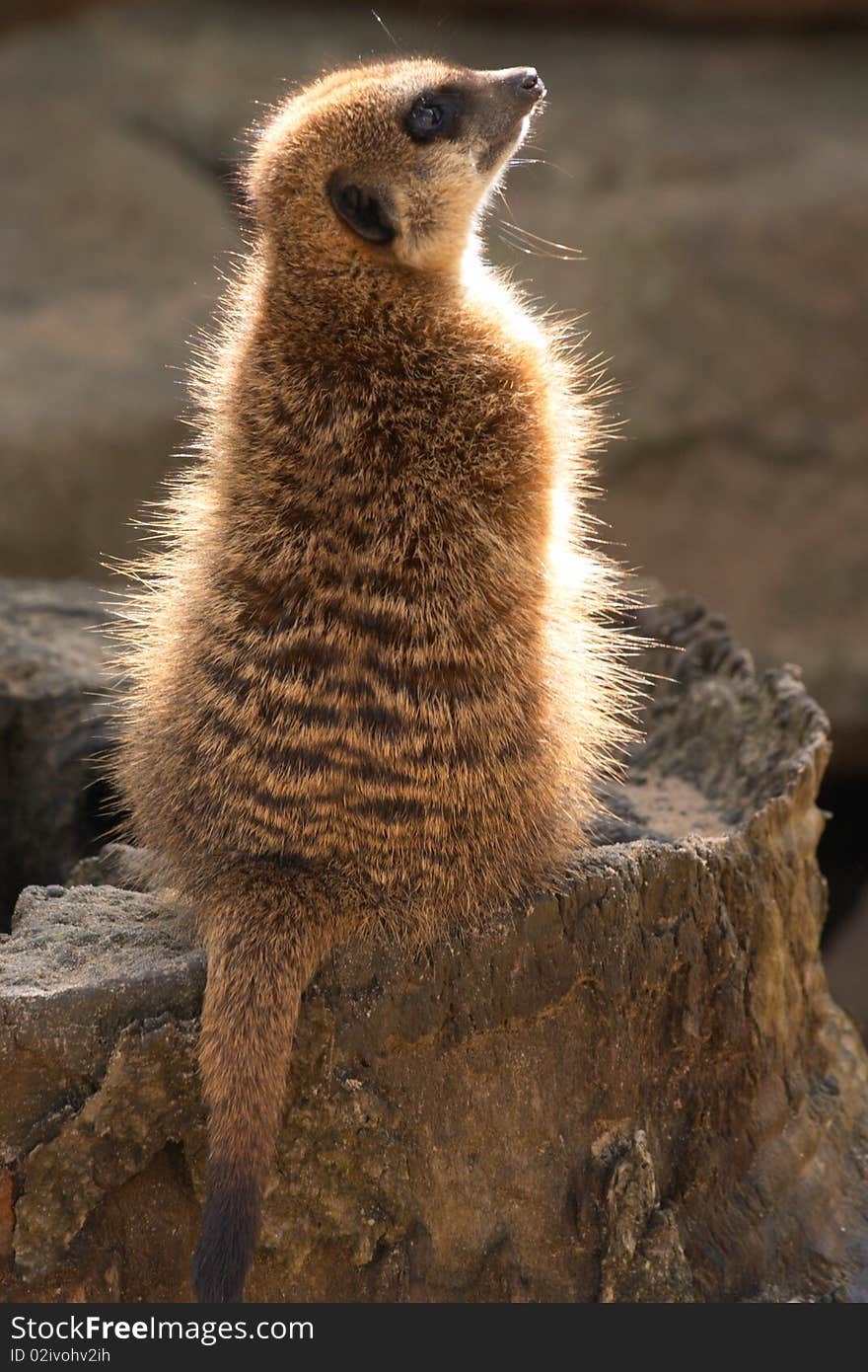 Suricata sitting on a tree stub. Suricata sitting on a tree stub