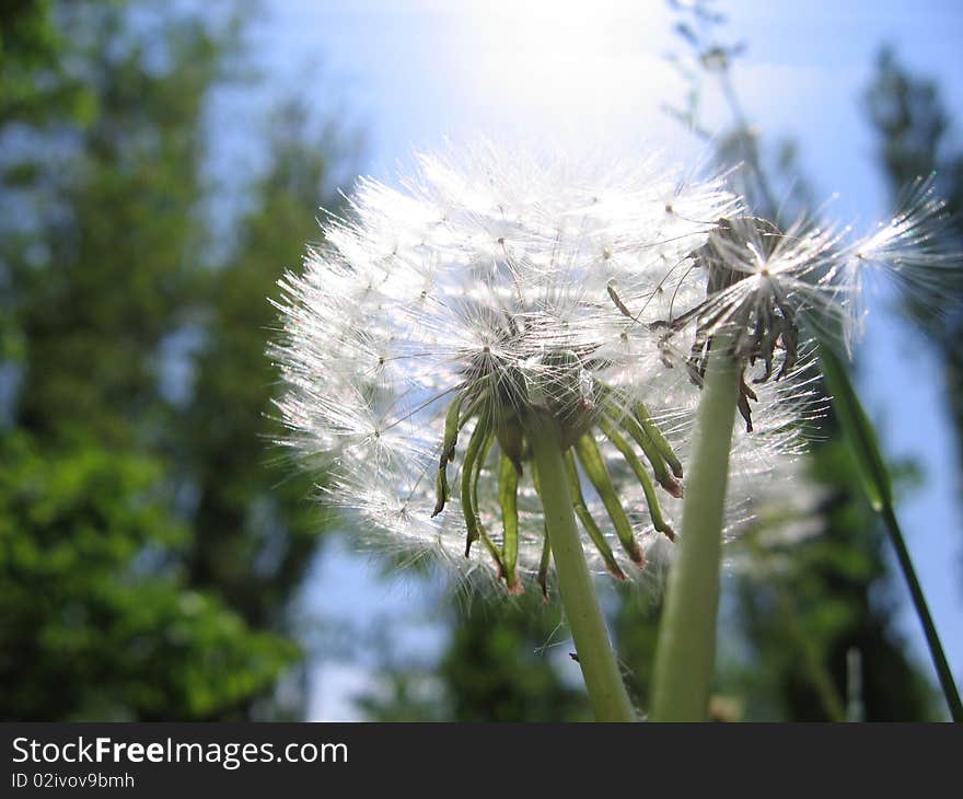 Dandelion