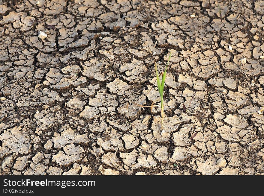 Single Plant grow on a dry land