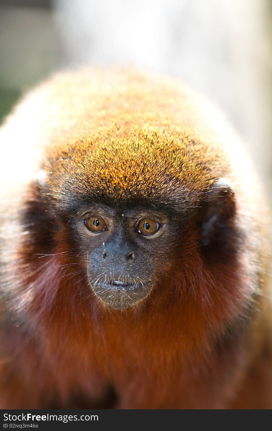 Tamarin monkey