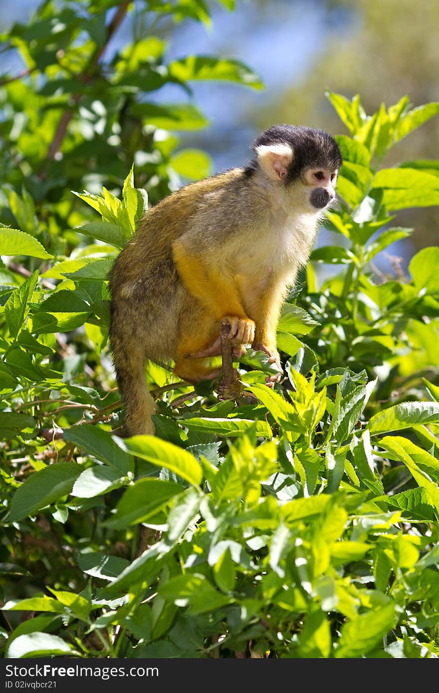 Bolivian squirrel monkey cute small and agile