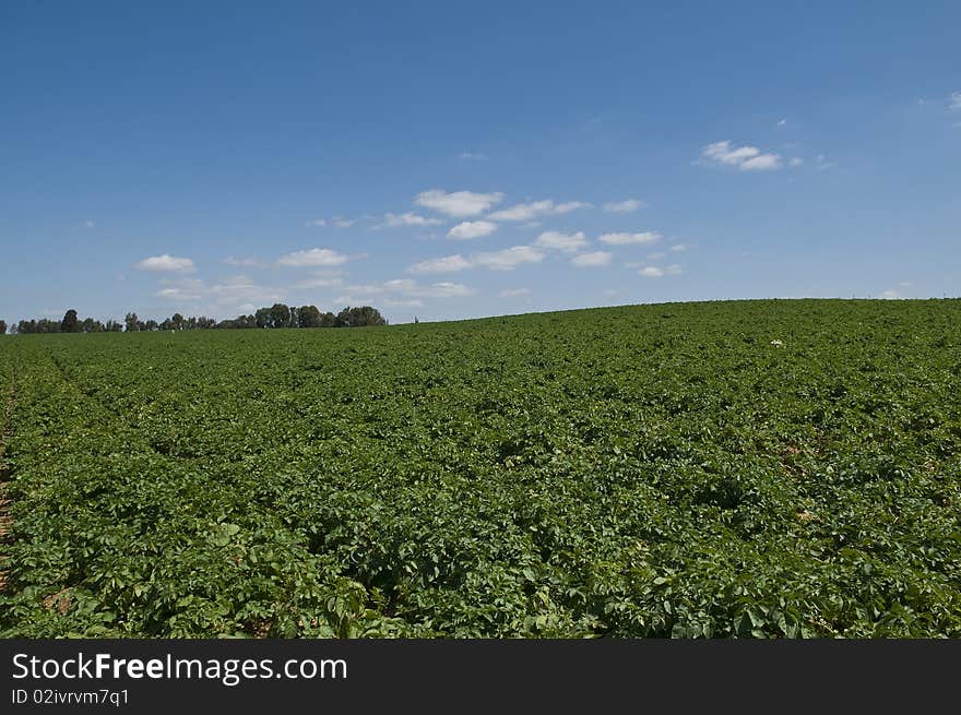 Potato field, spring time Israel