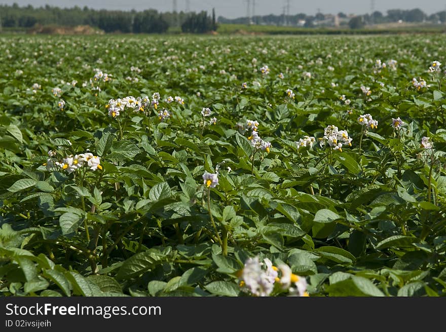 Blossoming Potato Field