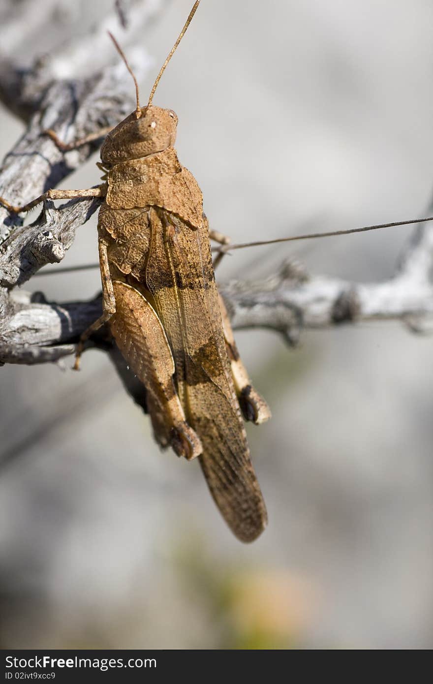 Brown grasshopper