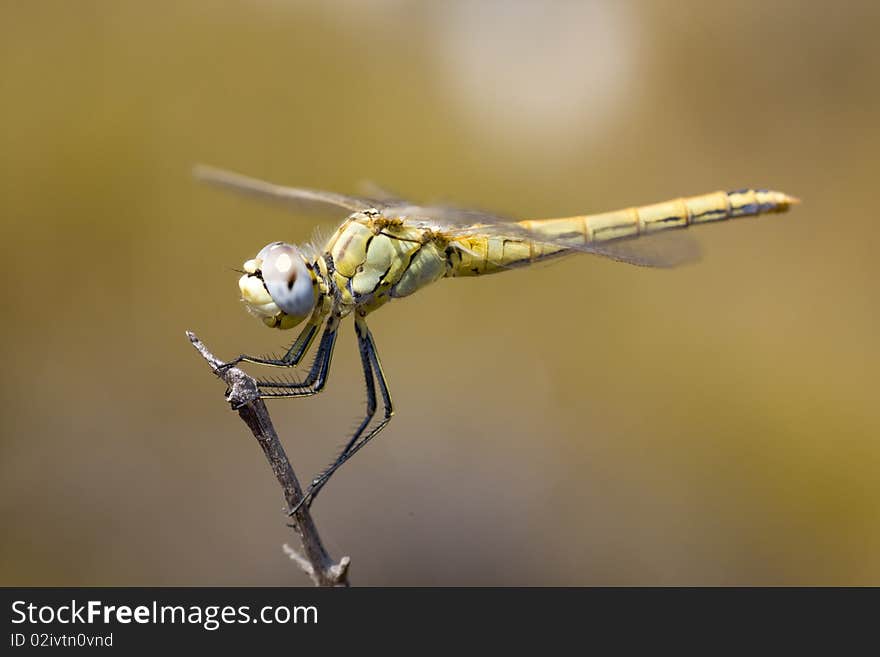 View of a beautiful yellow dragonfly on top of a branch.