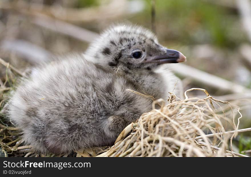 Hungry Small Seagull