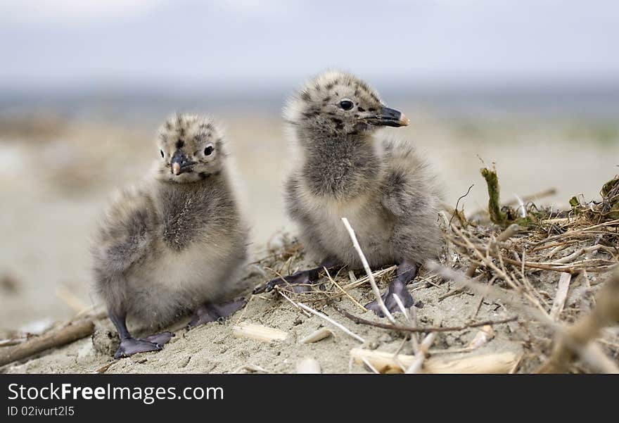 Small Seagulls