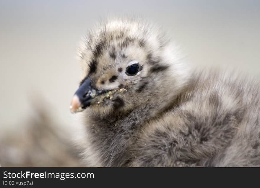 Hungry Small Seagull