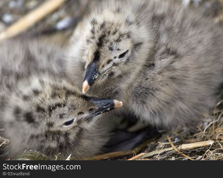 Small Seagulls