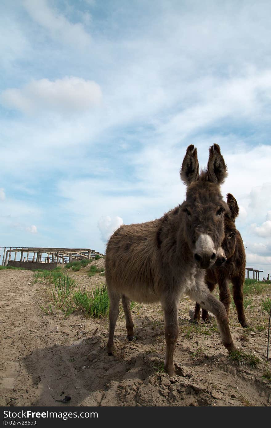 Happy donkey