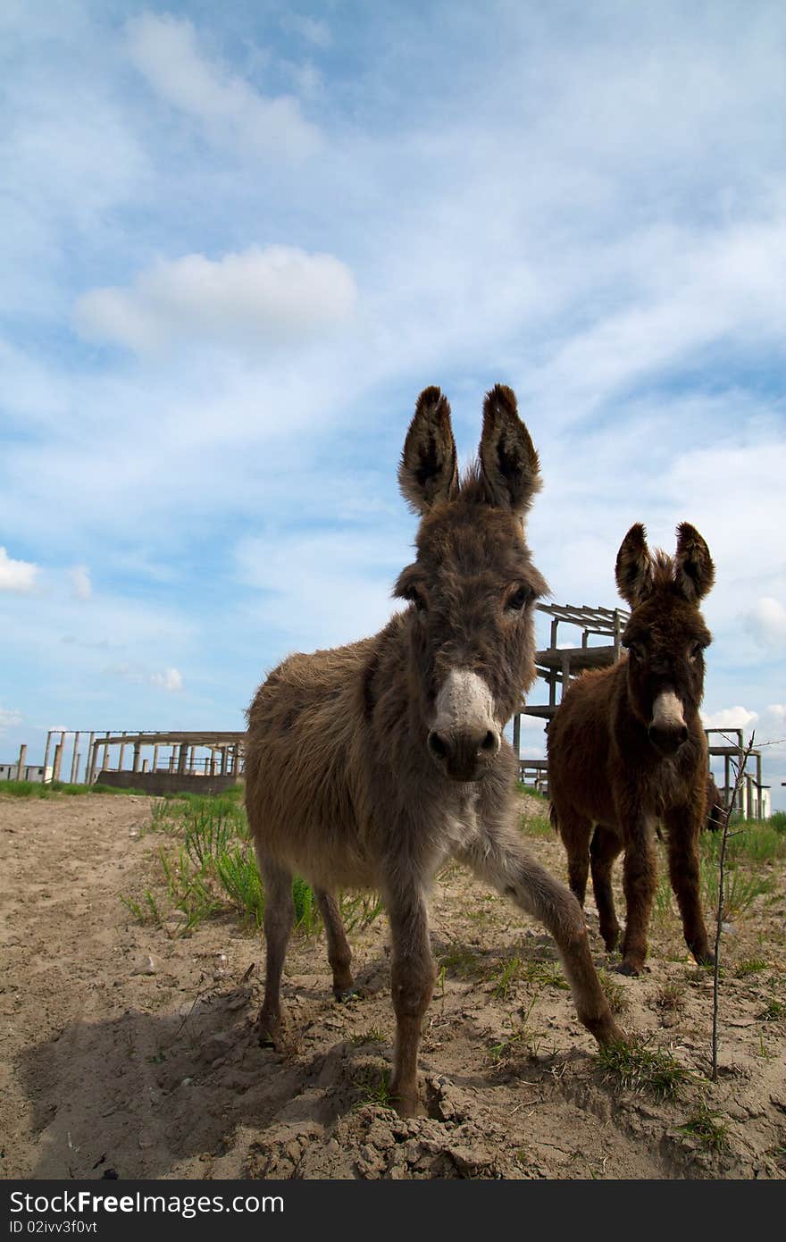 Happy donkey