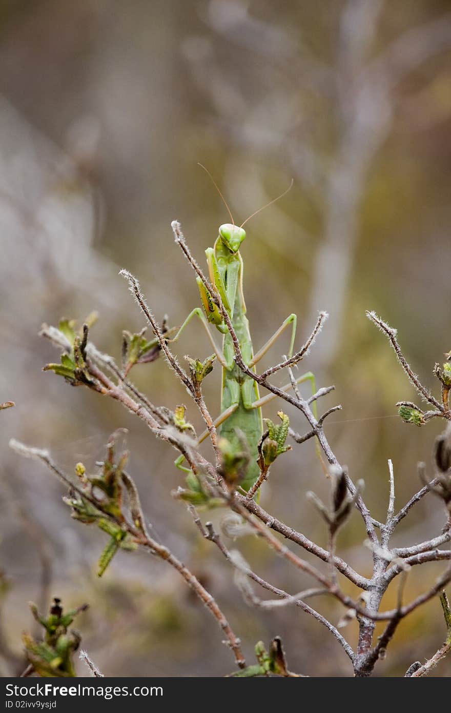 Mantis religiosa