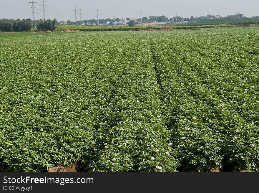 Potato-field