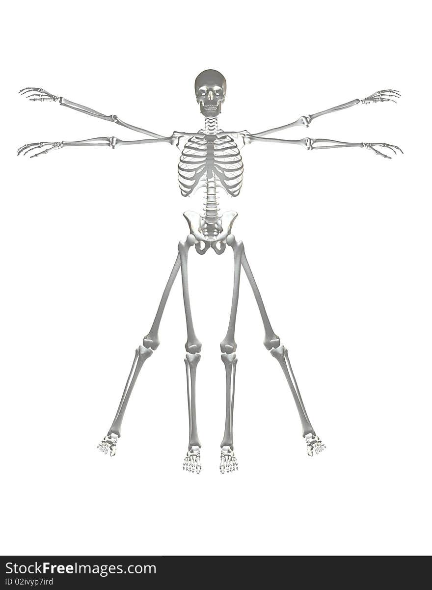 Very High Quality 3D rendering of Vitruvian Man - & Bones structure