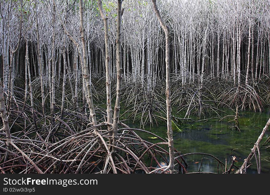 Mangroves on the quiet stream