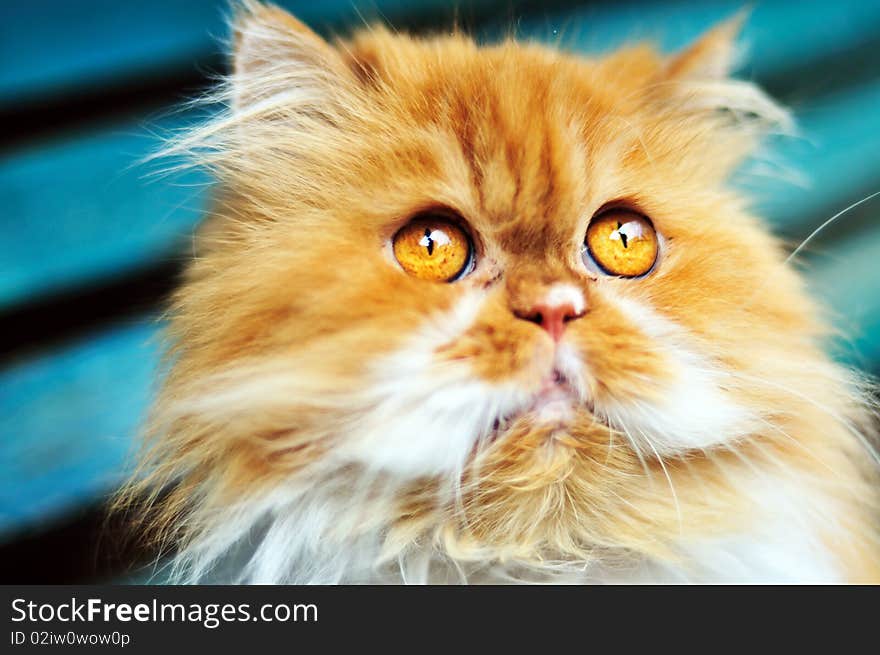 Persian Cat Looking Up