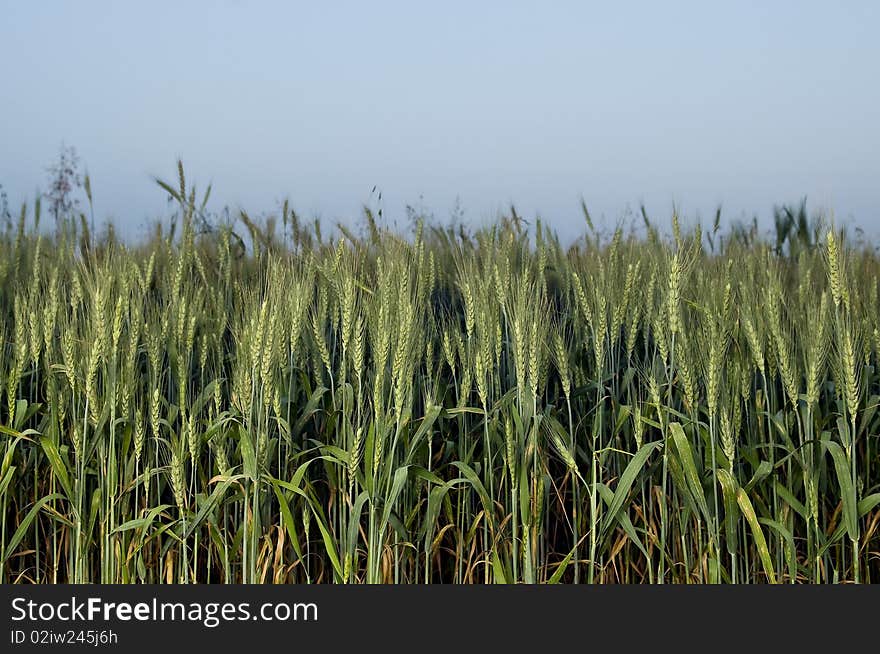 Field of wheat in evening time