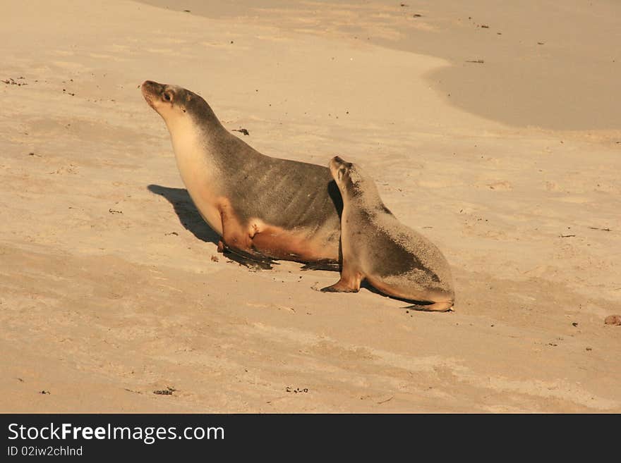 Two seals on a beach