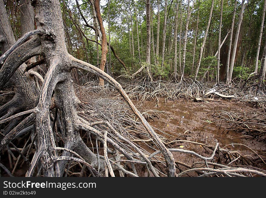 Many of the mangrove roots help shore support. Many of the mangrove roots help shore support