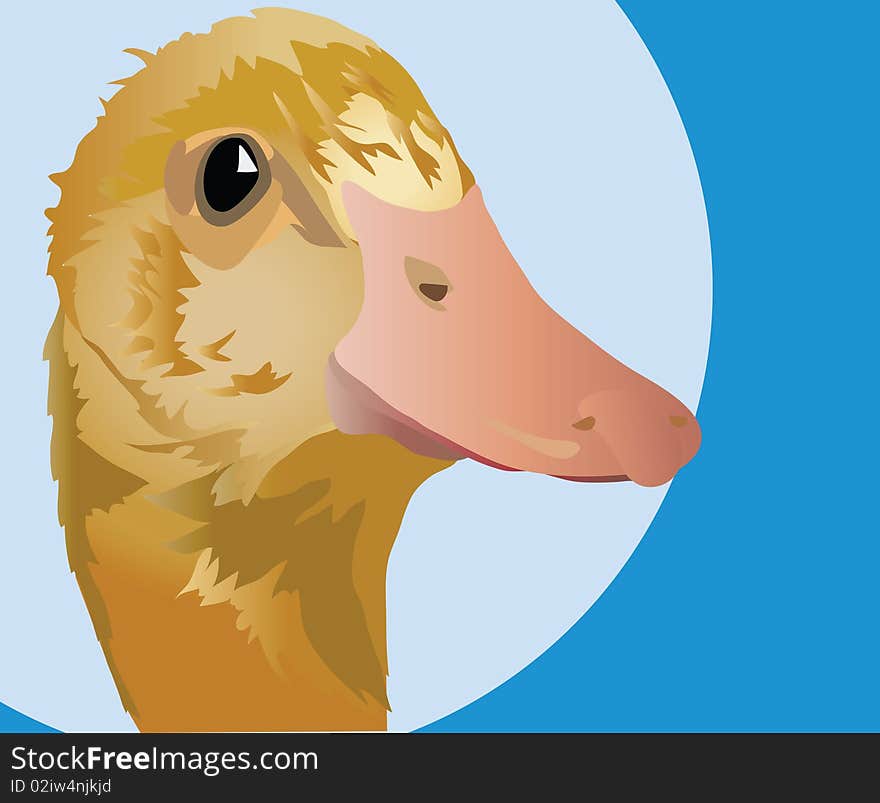 image of head of poultry of yellow big-nosed duck