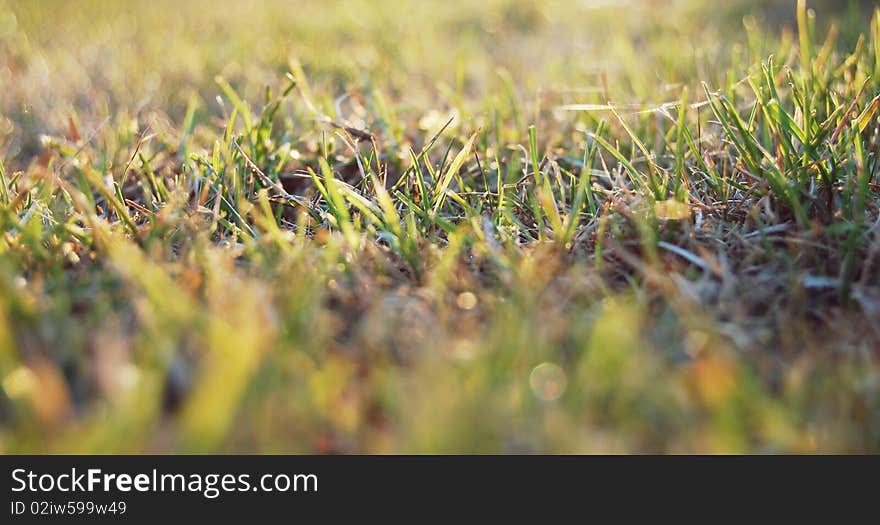 Green spring early grass and sun. Green spring early grass and sun