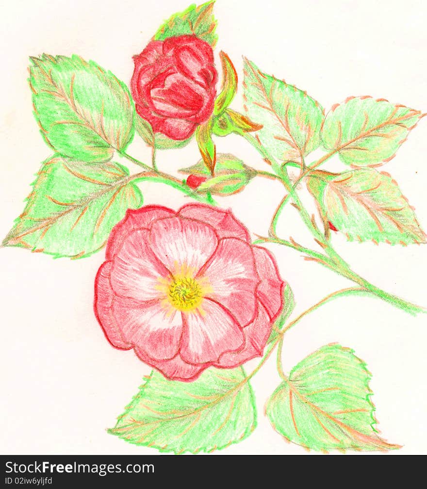 Drawn image of a full open rose half open and bud