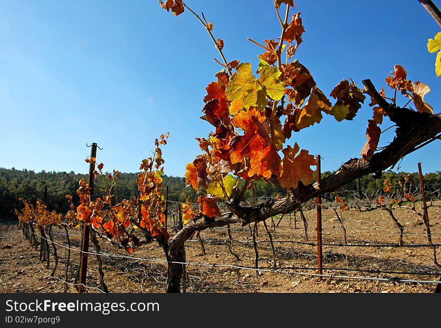 Vineyard leaf in autumn