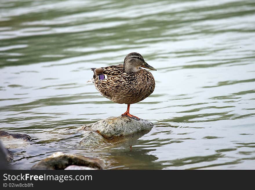 In a cloudy days  one  wild duck resting in a stone