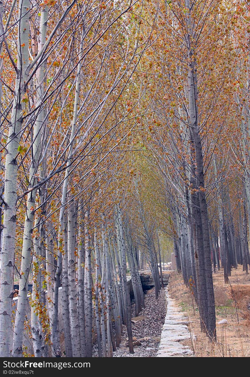 Poplar in spring