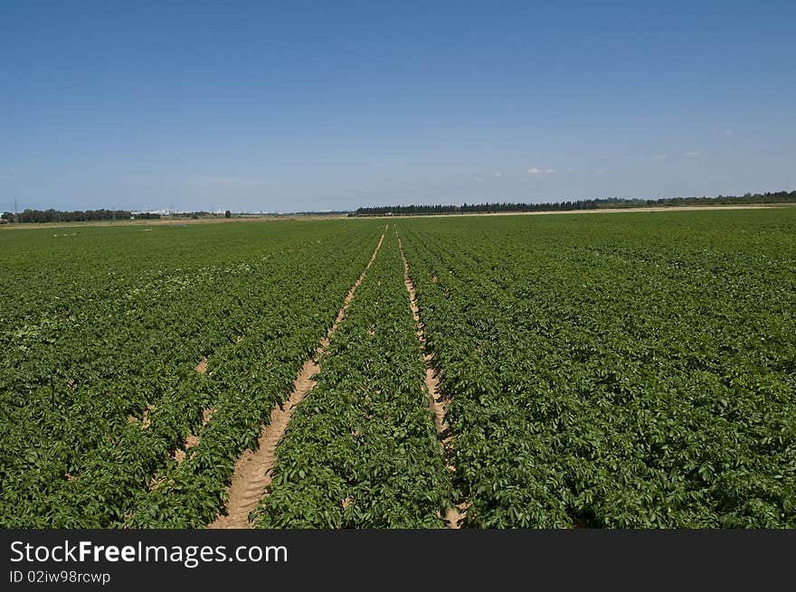 Raw of potato field, Israel