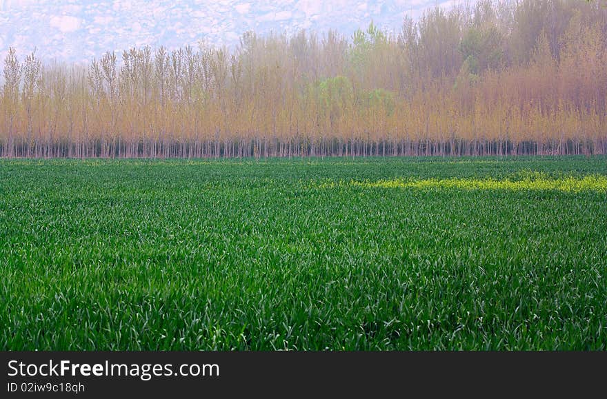 In spring wheat fields begin to turn green.