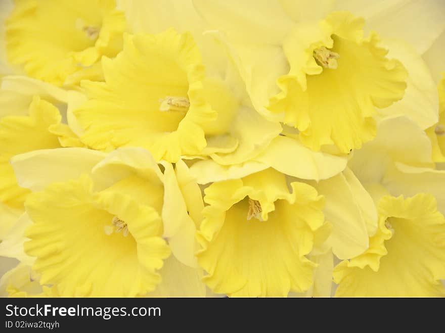 A bunch of springtime daffodils