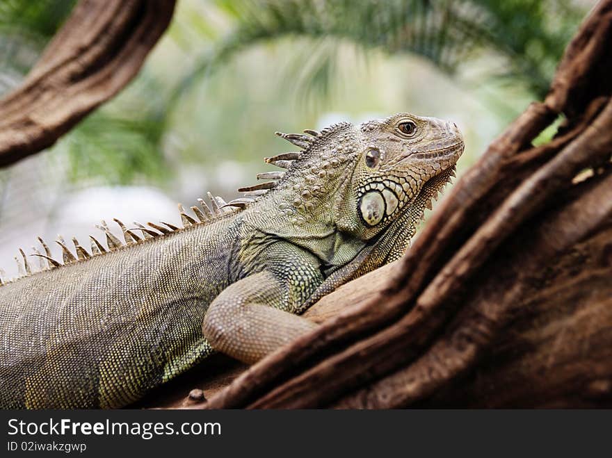 Iguana in a tree