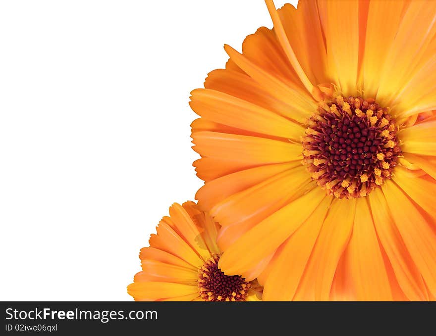 Orange Flowers Background