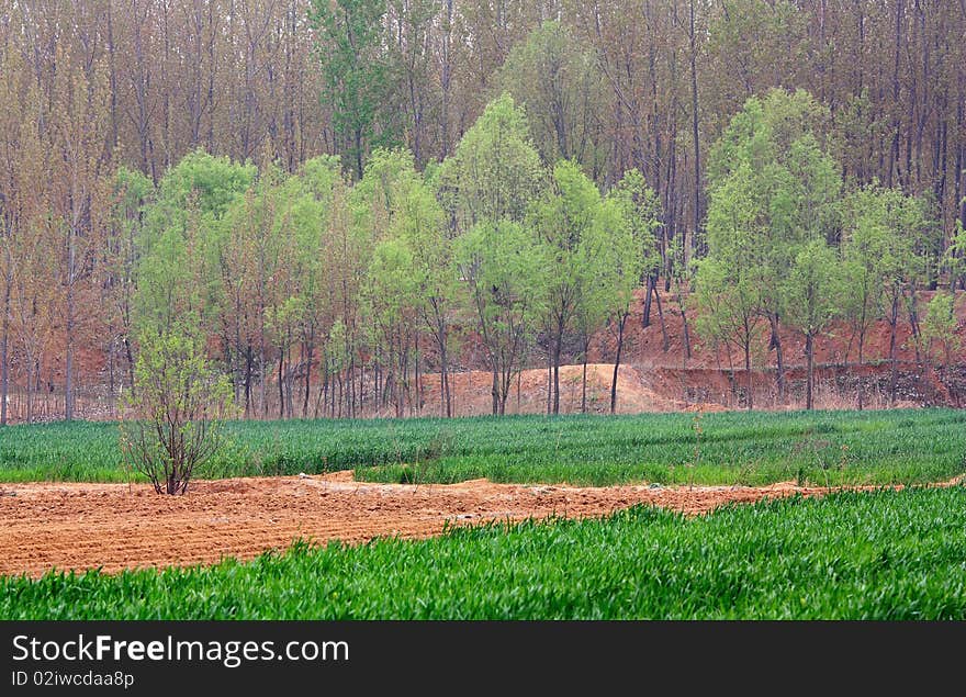 In spring, the fields begin turn green. In spring, the fields begin turn green.