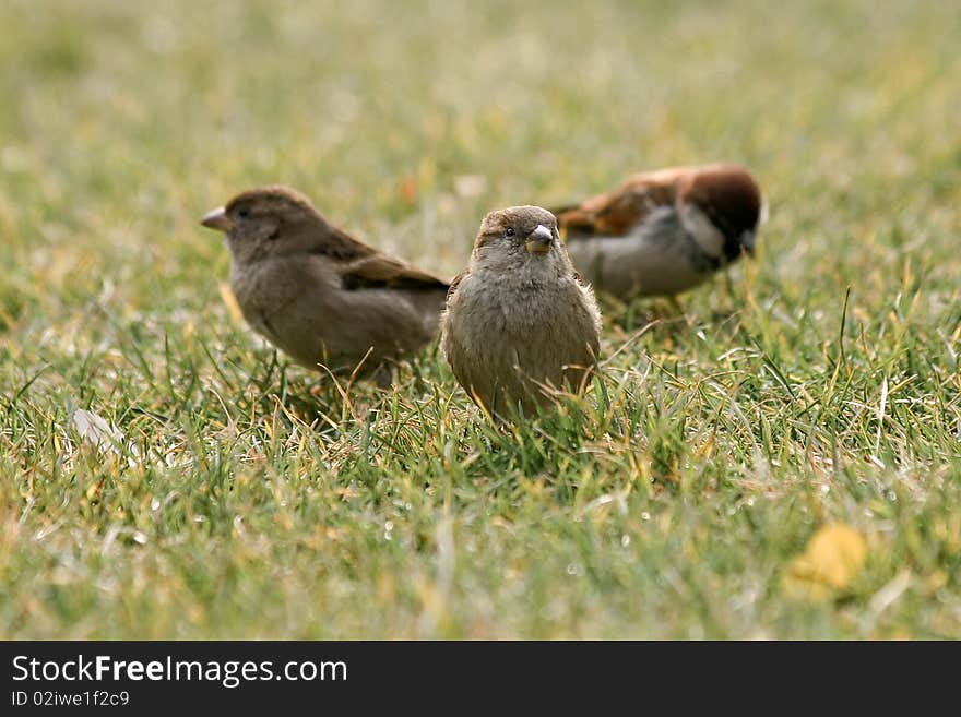 Birds in a lawn