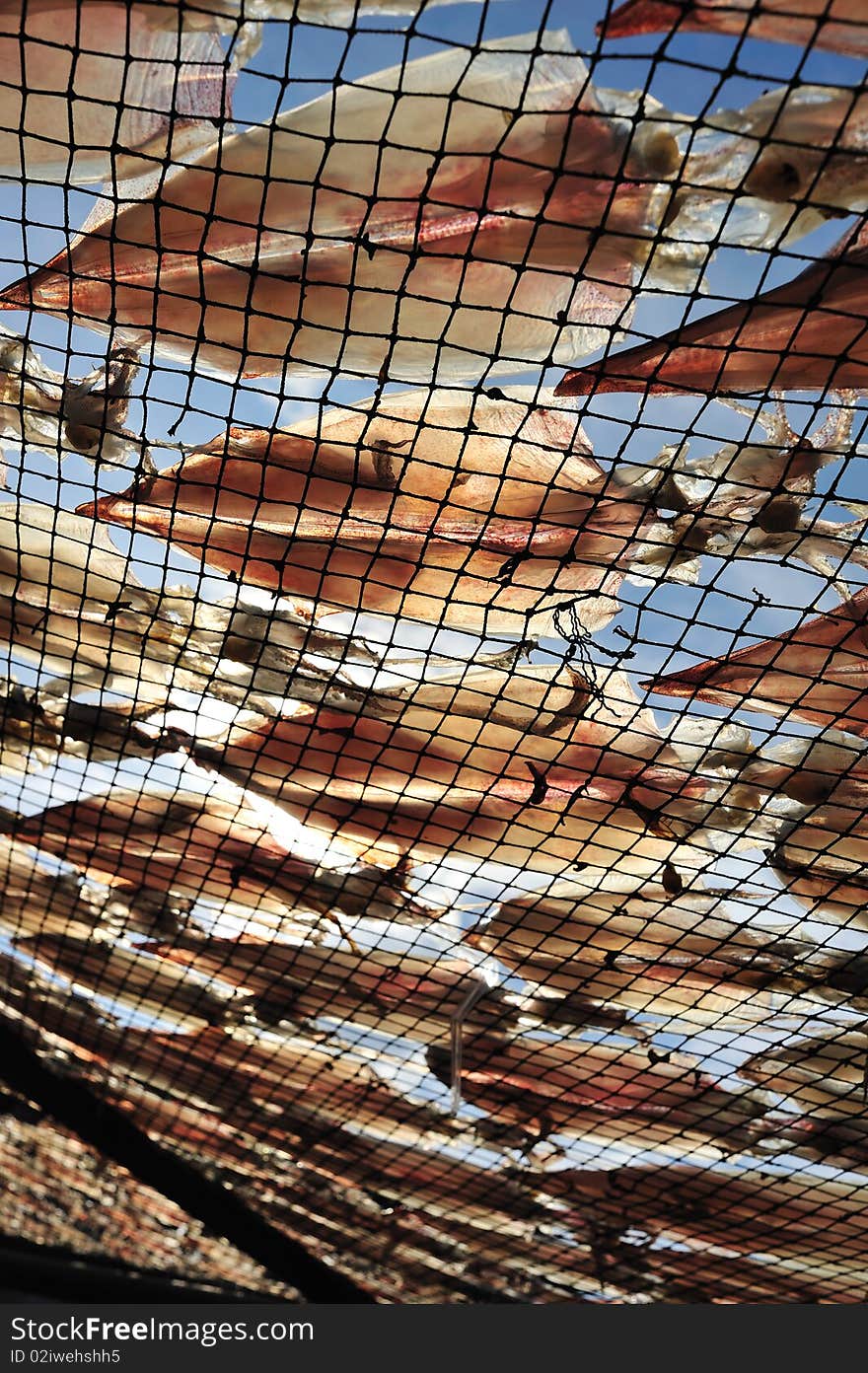 Dried squid on the net. The local food in Thailand.