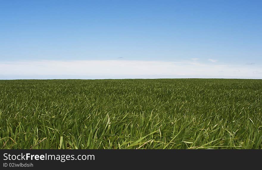 Green grass against blue sky background