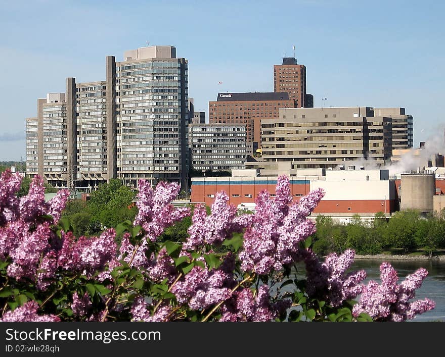 Lilac and buildings near river in Ottawa,Canada. Lilac and buildings near river in Ottawa,Canada