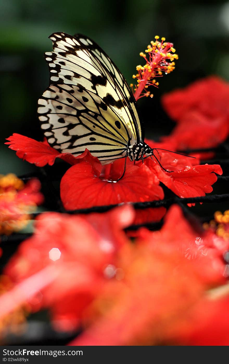 Nikon D90, 50mm lens, butterfly at Hibuscus flower. Nikon D90, 50mm lens, butterfly at Hibuscus flower.