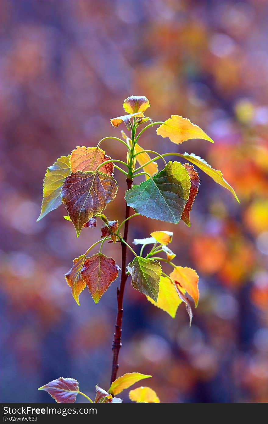 New leaf on a Poplar tree in spring. New leaf on a Poplar tree in spring.