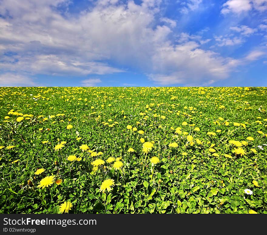 Background with sky and dandelion field