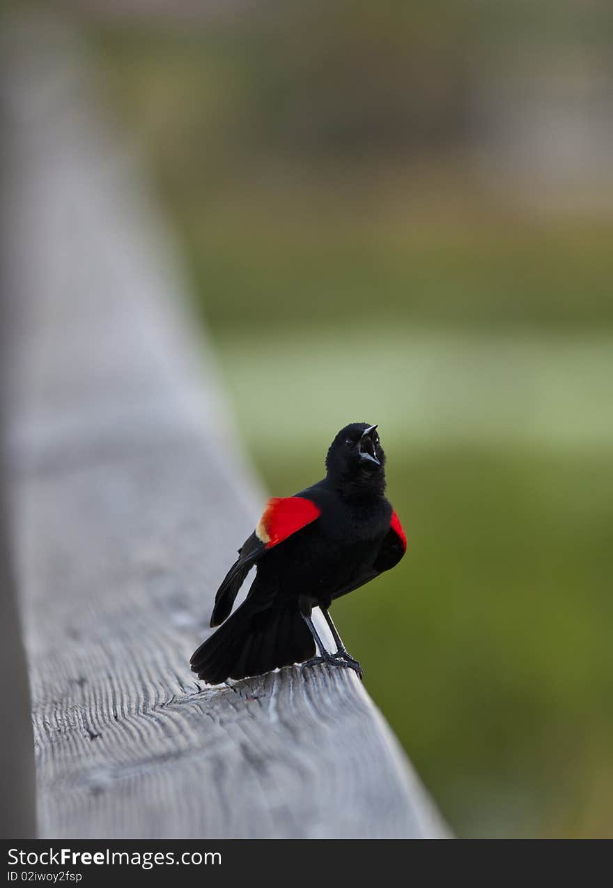 Red winged blackbird (Agelaius phoeniceus) singing on banaster