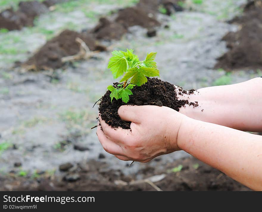 Little green sprout - a symbol of new life and the beginning of a case