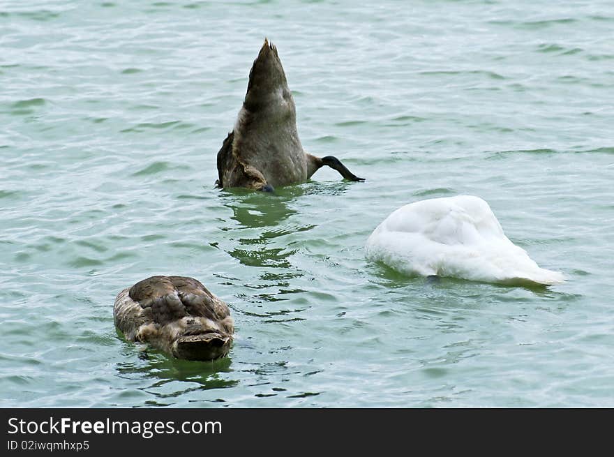 Cygnets & Swan