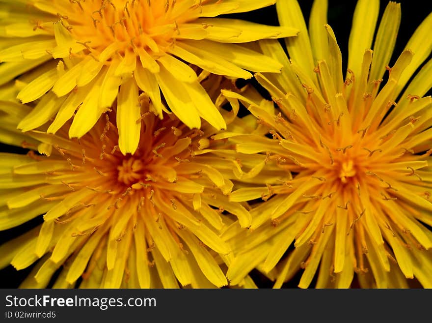 Close up shot of three fresh dandelion flowers. Close up shot of three fresh dandelion flowers