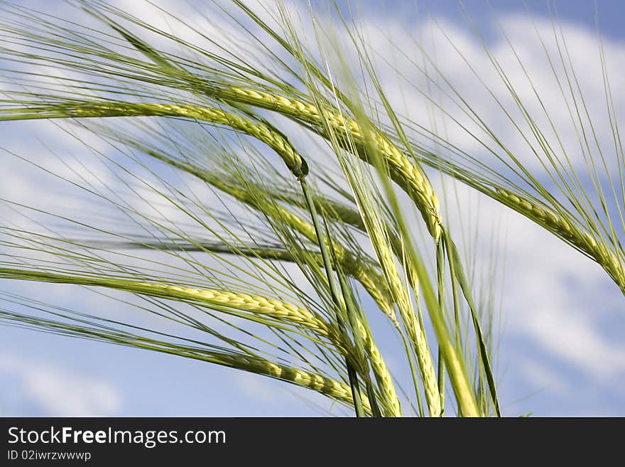 Wheat and sky