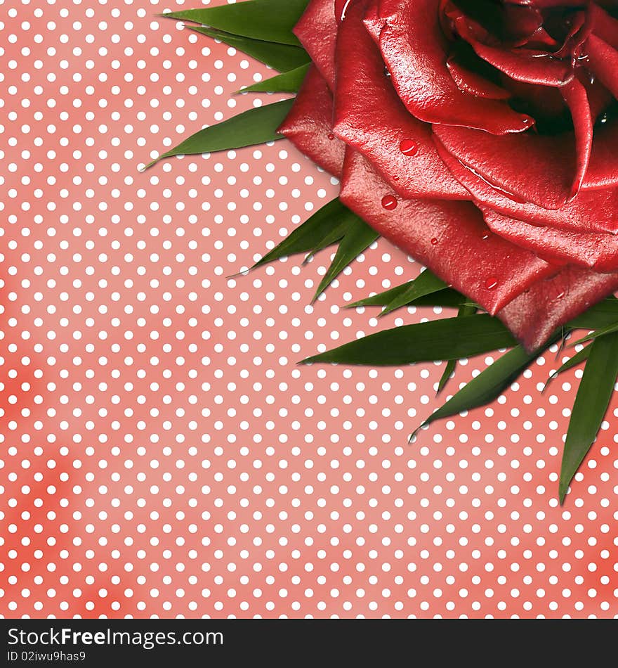 Grunge background with red rose for design