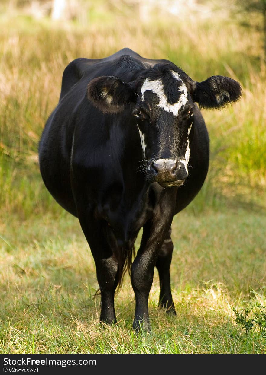 This cow saw me and gave me a look with attitude. This cow saw me and gave me a look with attitude.